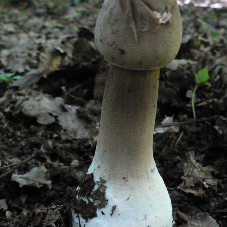 Macrolepiota procera